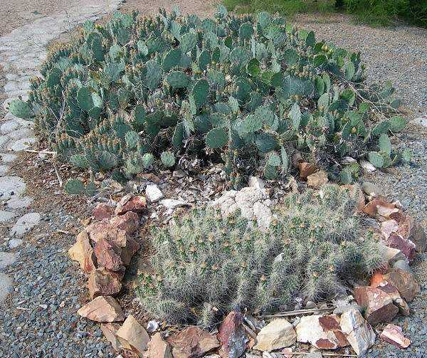 Oldest Cactus