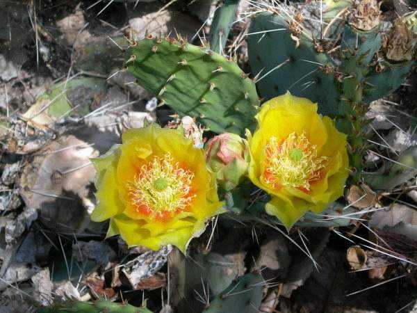 Cactus Flower