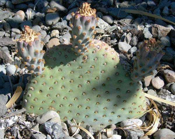 California Cactus