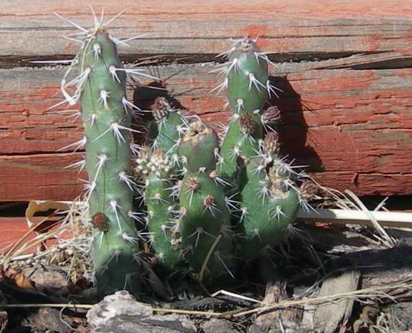 Cacti - 2007