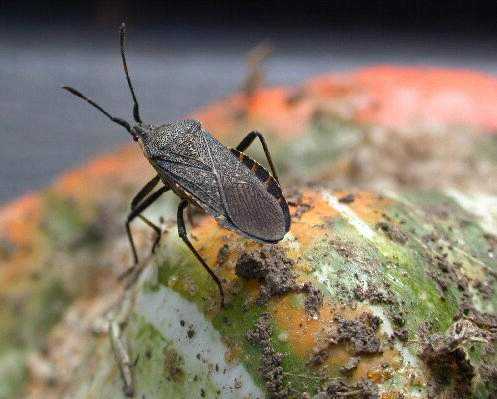 Squash Bug