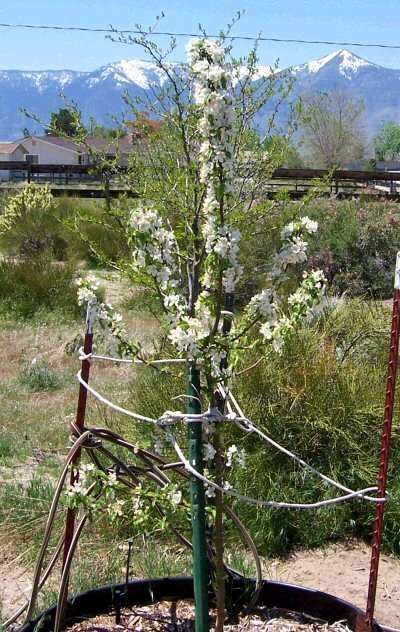 Malus Snowdrift