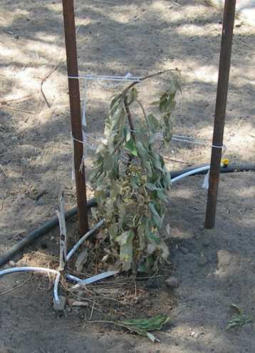 Dead Orange Currant