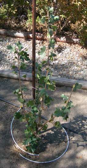 Blue Elderberry