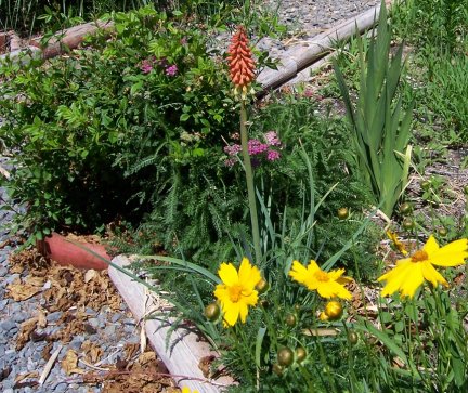 Red Hot Poker Plant