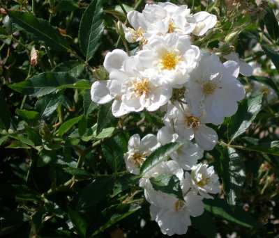 Rose - Darlow's Enigma - 2