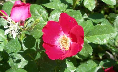Rose - Red Rambler