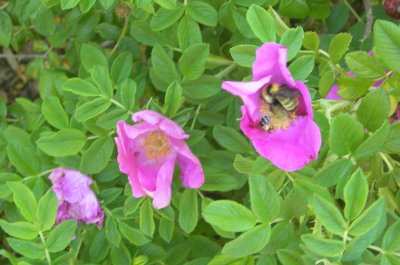 Rugosa