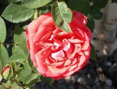 Rose - Tropicana 1