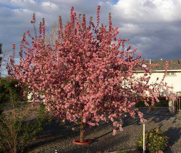 Original Crab Apple