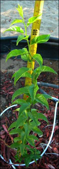 Osage Orange Planted Spring, 2006