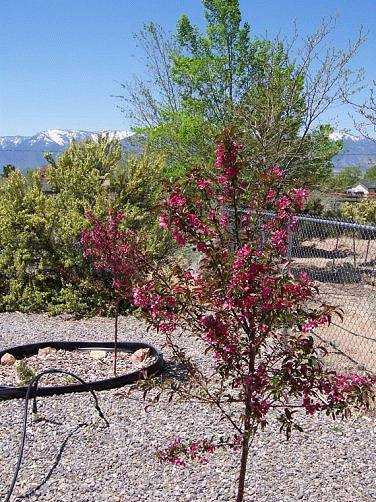 Malus Prairie Fire