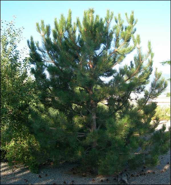 Scotch Pine