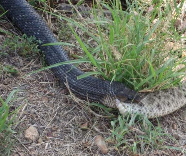 The Texas Indigo Snake Eats Rattlers for Breakfast