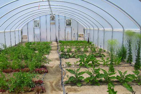 Inside the Hoop House