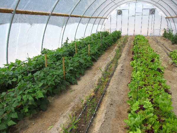 Inside the Hoop House