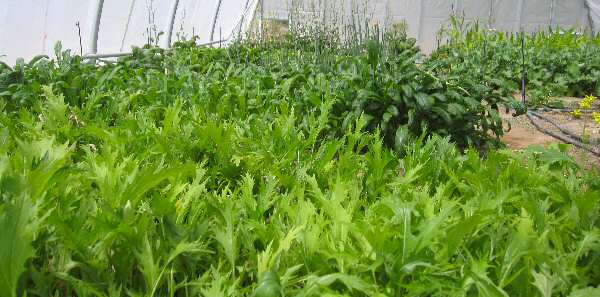 Inside the Hoop House