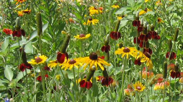 Flowers