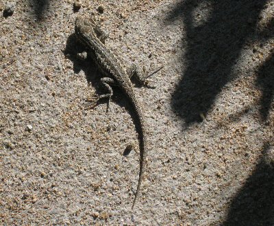 Fence Lizard