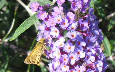 Butterfly Bush