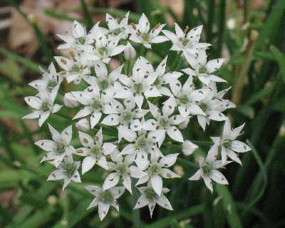 Garlic Chives