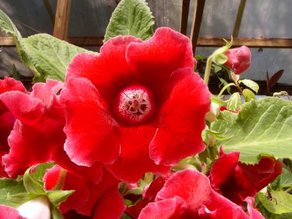 Begonia