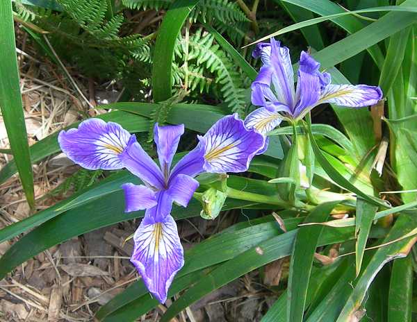 Wild Iris