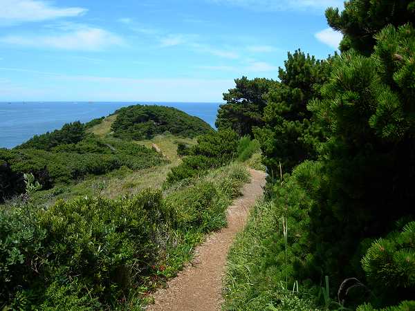 Trail Down to the Lookout
