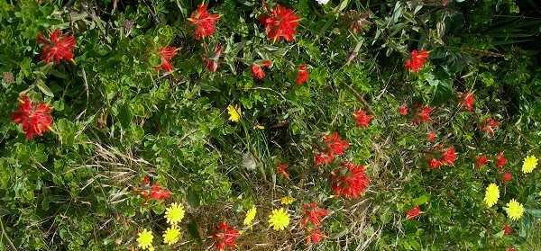 Flowers along the side of the trail.