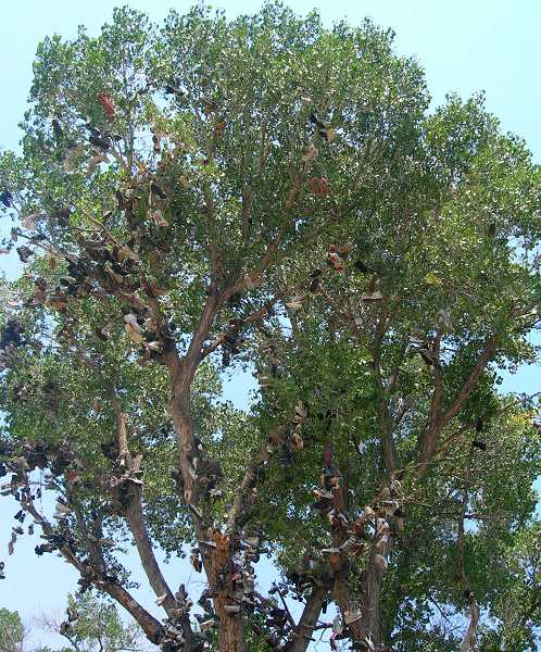 The Famous Shoe Tree of Fallon