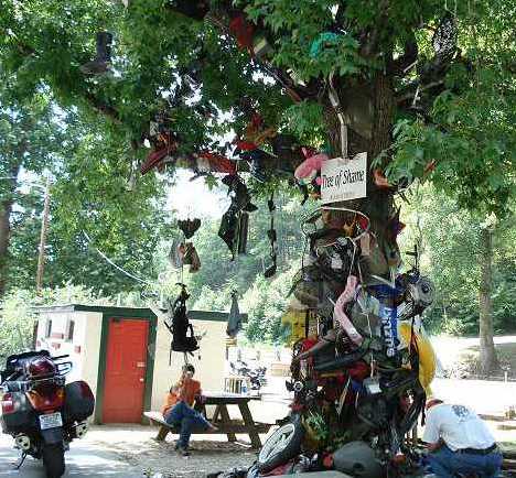 Tree of Shame - Tail of the Dragon