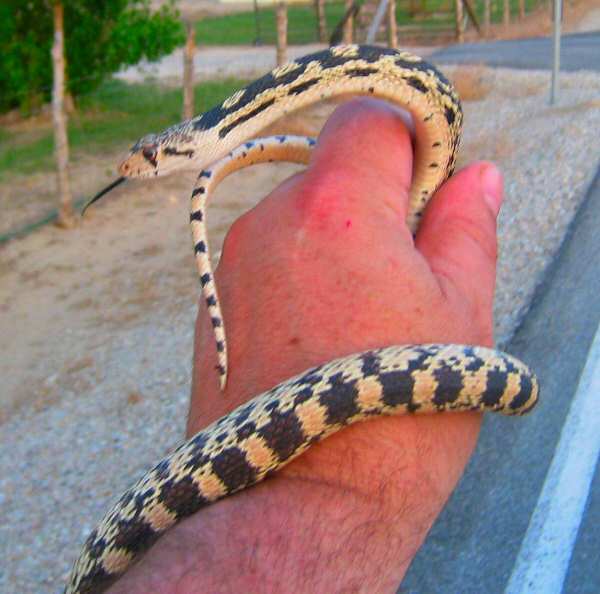 Gopher Snake