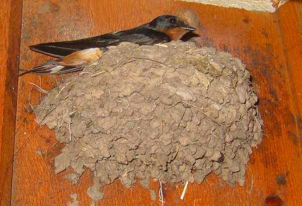 Barn Swallows