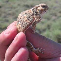 Berlin Flora and Fauna