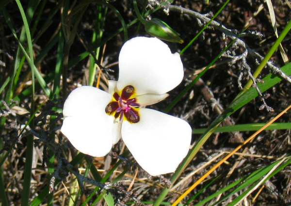 Convict Lake Flora