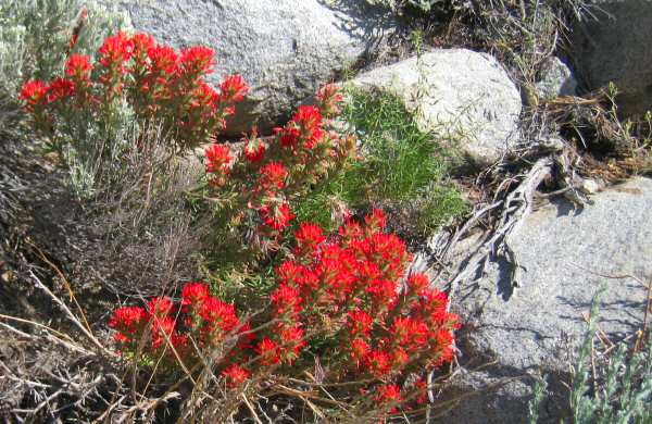 Convict Lake Flora