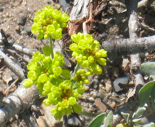 Convict Lake Flora