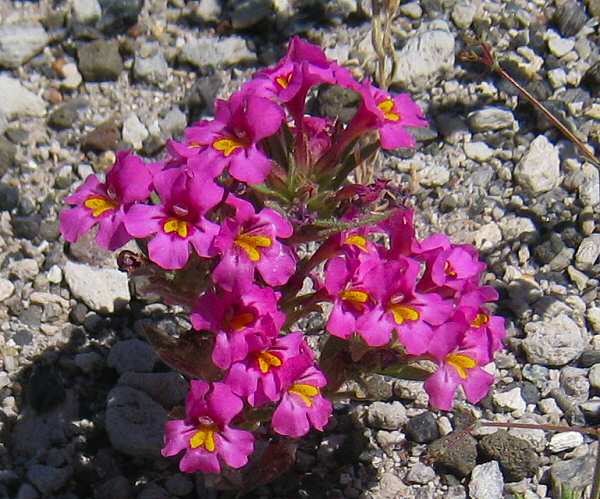 Convict Lake Flora