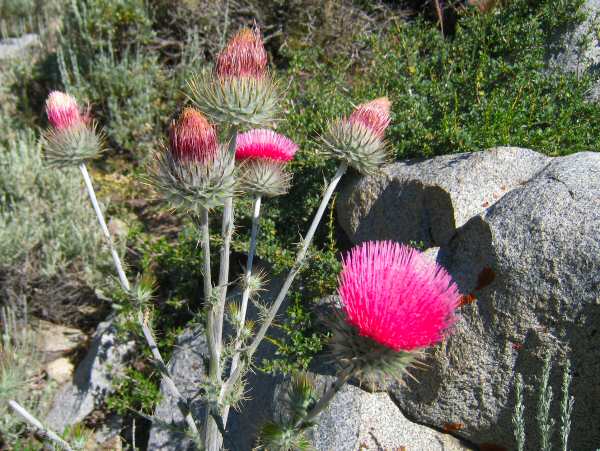 Thistles