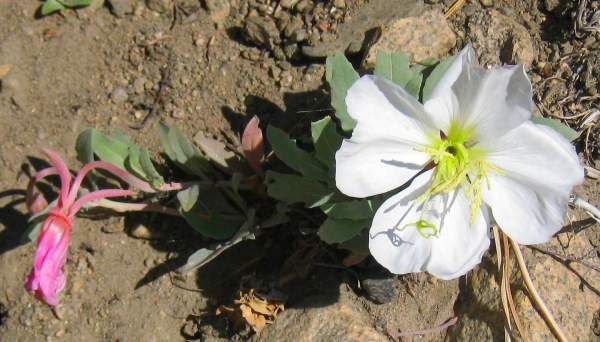 Convict Lake Flora