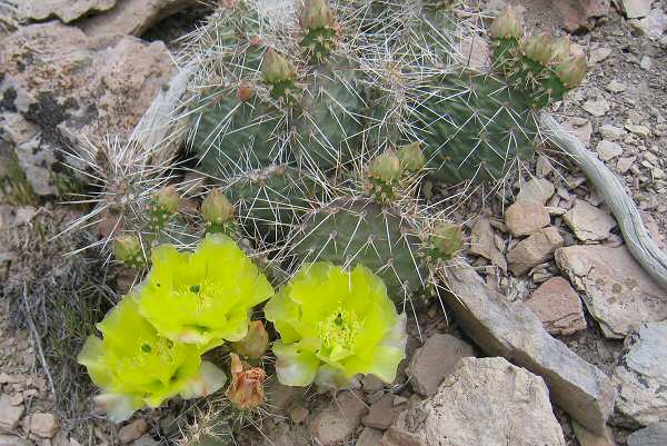 Cacti