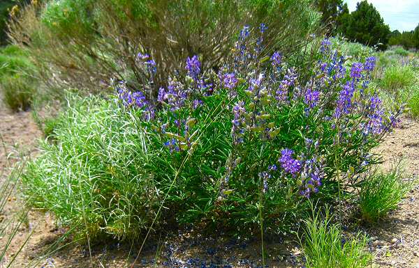 Wild Flowers