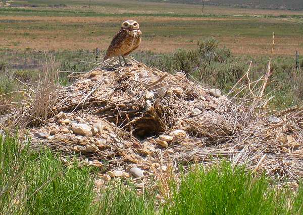 Burrowing Owls