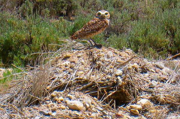 Burrowing Owl