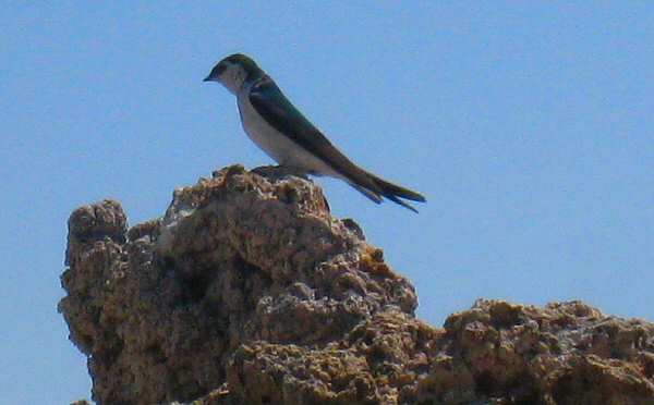 Violet Green Swallow - Mono Lake