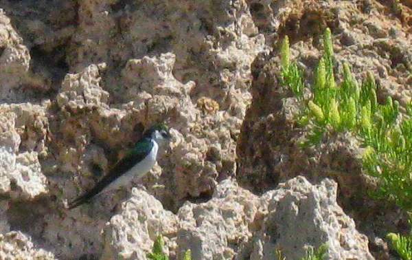 Violet Green Swallow - Mono Tufa Reserve