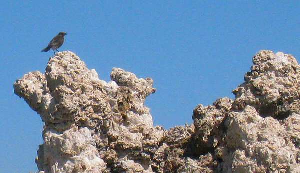 Mono Lake Tufa Reserves