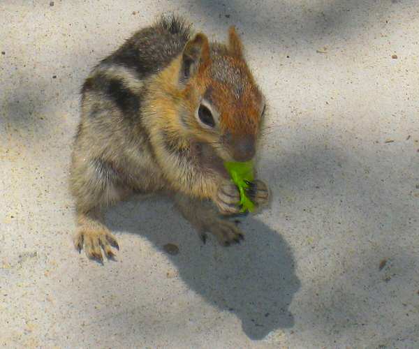 Two Lined Ground Squirrel