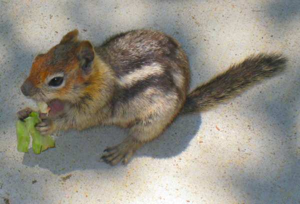 Two Lined Ground Squirrel