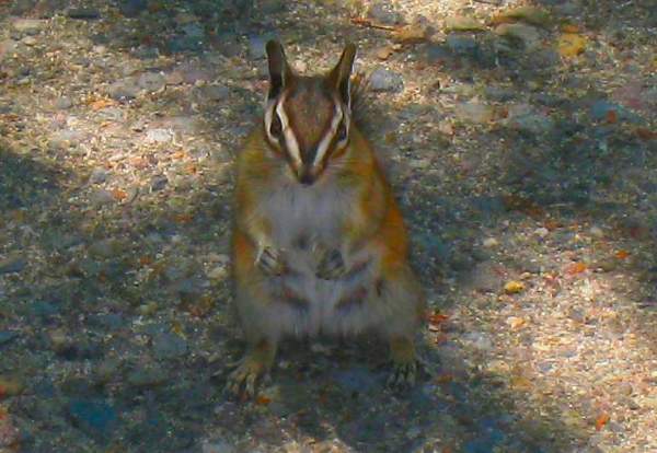 Four Lined Ground Squirrel